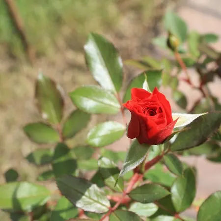 Panzió Loriana Milo